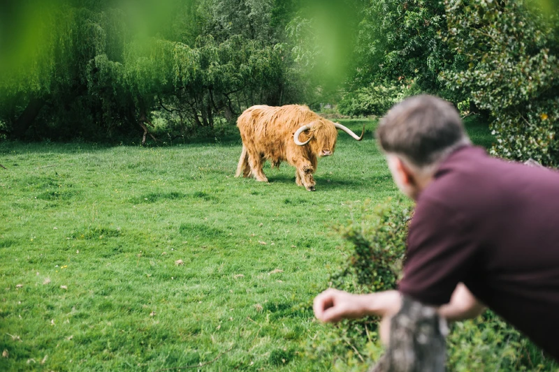 Man beobachtet wasserbüffel draußen auf der wiese