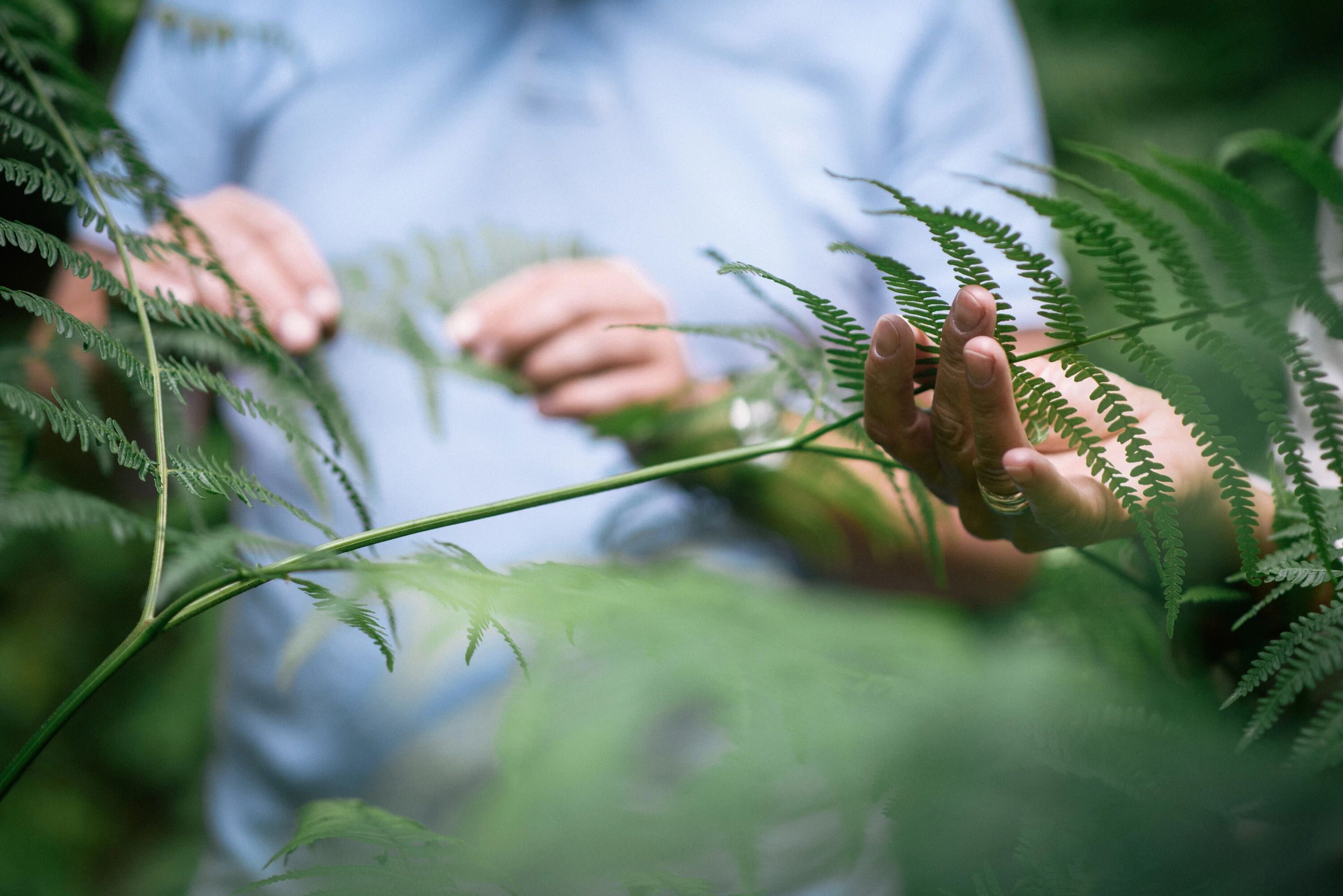 Nahaufnahme von Händen, die durch Pflanzen streichen